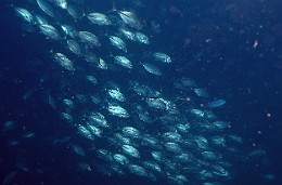 Thailand 2015 - Ko Tao - Carangues Voraces - Caranx sexfasciatus _IMG_3500_rc